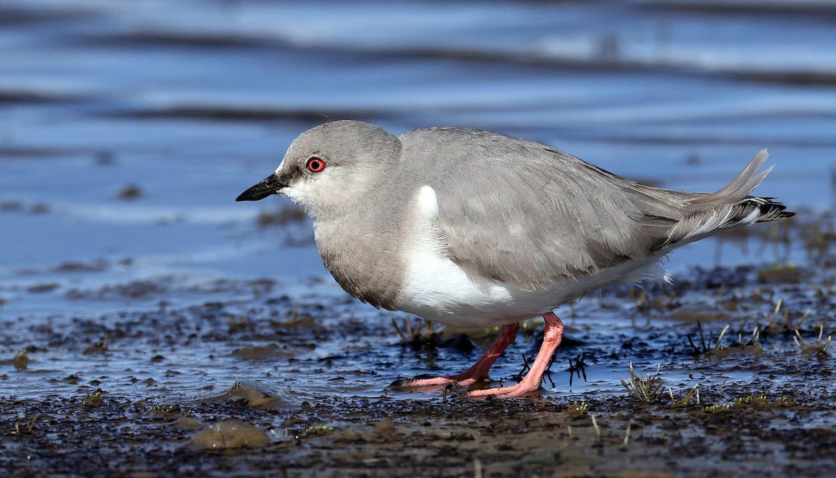 Magellanic Plover - ML611986204