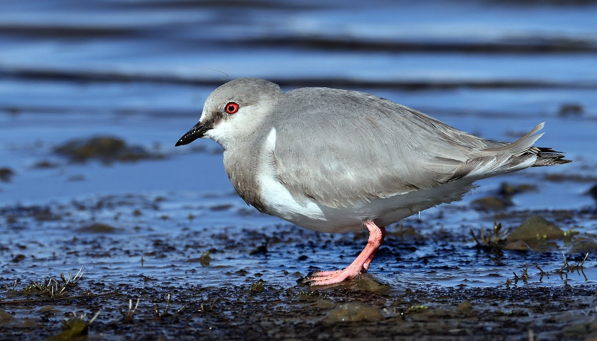 Magellanic Plover - ML611986205