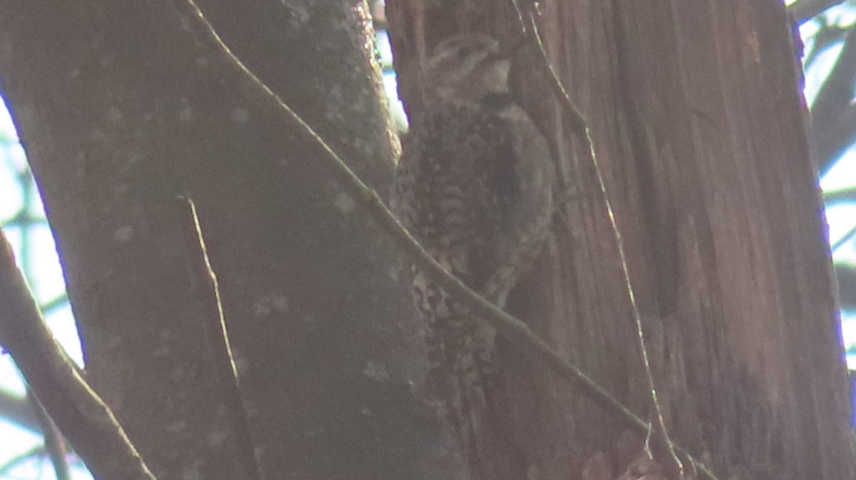 Yellow-bellied Sapsucker - ML611986208