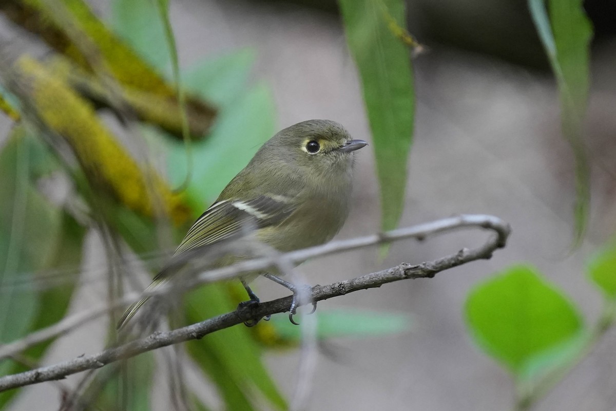 eikevireo - ML611986541