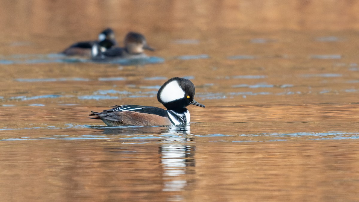 Hooded Merganser - Tom Hudson