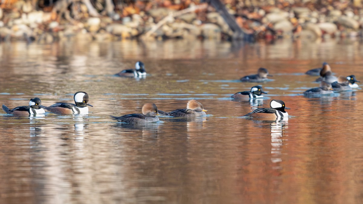 Hooded Merganser - Tom Hudson