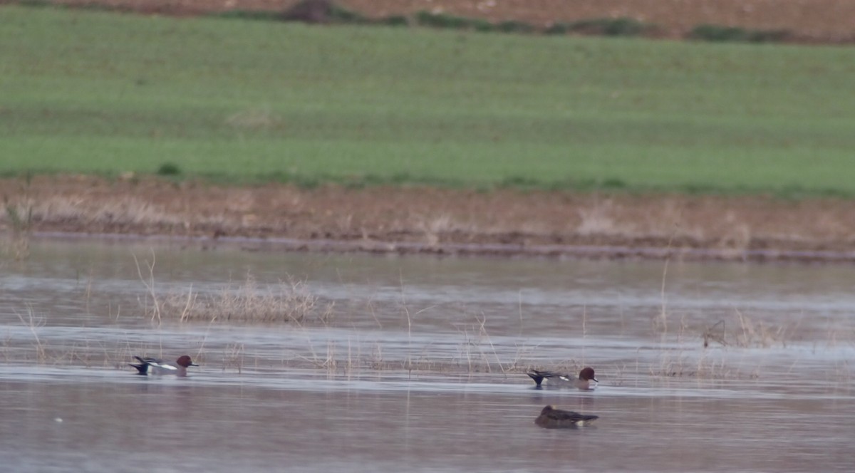 Eurasian Wigeon - ML611986641