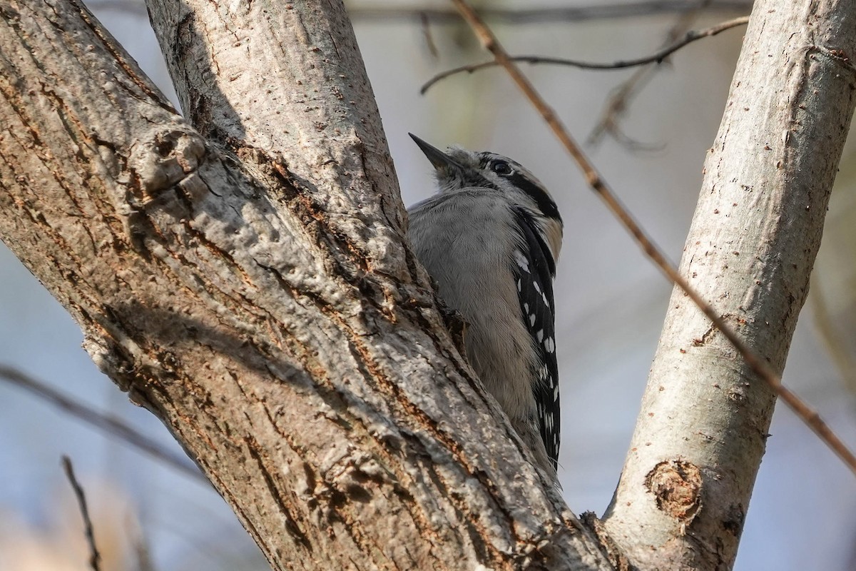 Downy Woodpecker - ML611986714