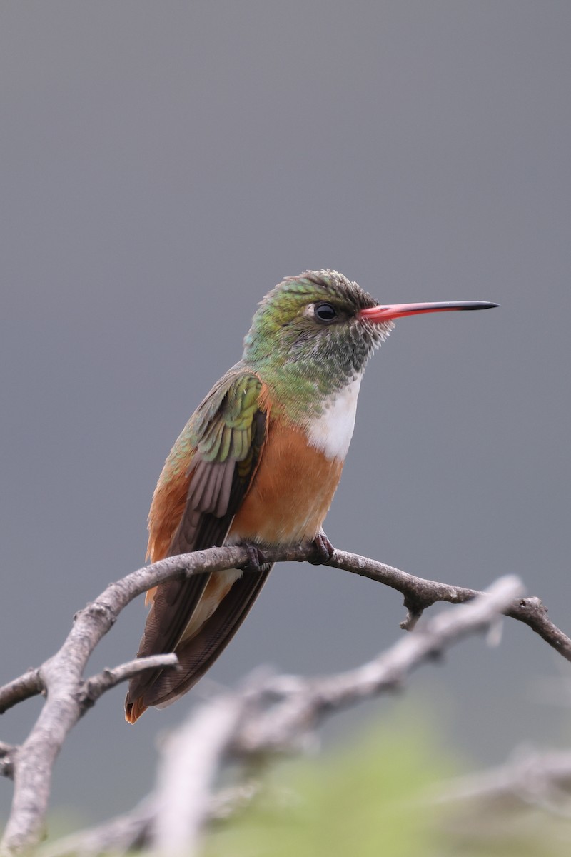 Amazilia Hummingbird - ML611986752