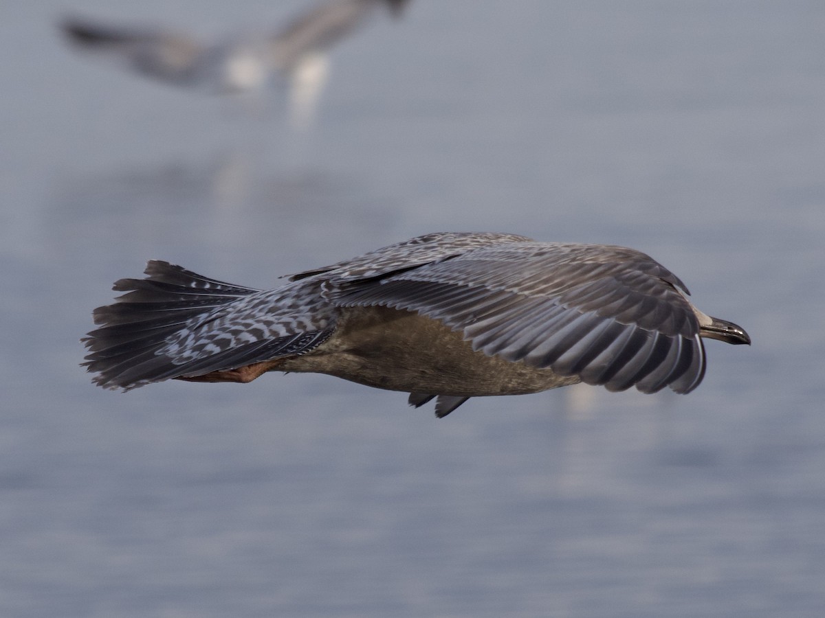 Gaviota Groenlandesa (thayeri) - ML611986776