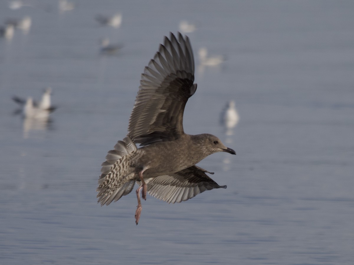 Iceland Gull (Thayer's) - ML611986777