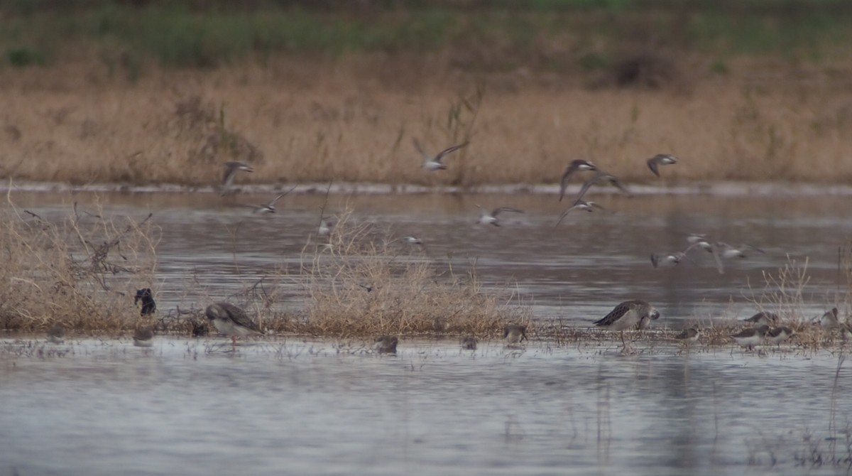 Dunlin - Susana B.