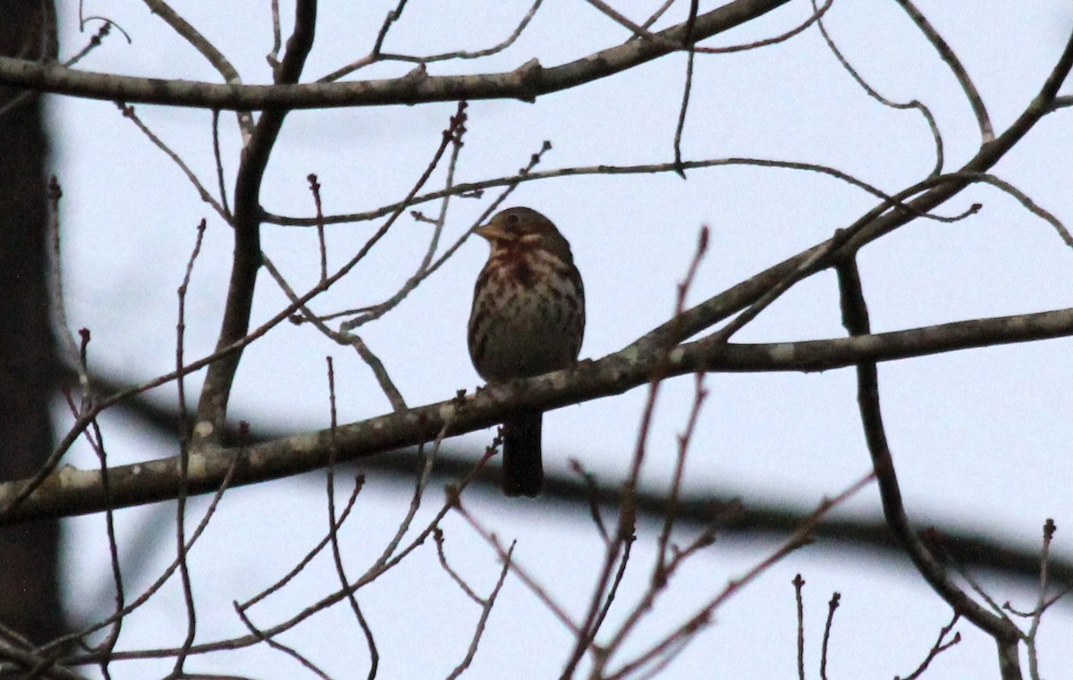 Fox Sparrow - ML611986803