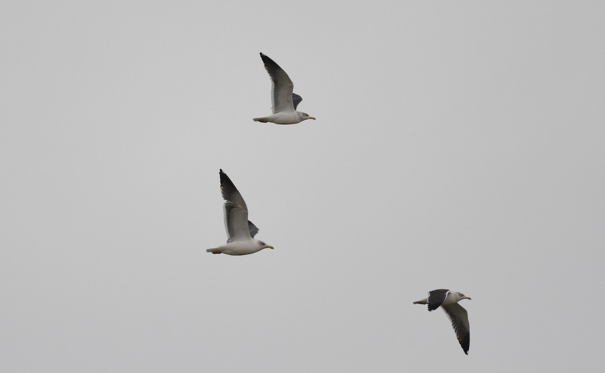 Lesser Black-backed Gull - ML611986811