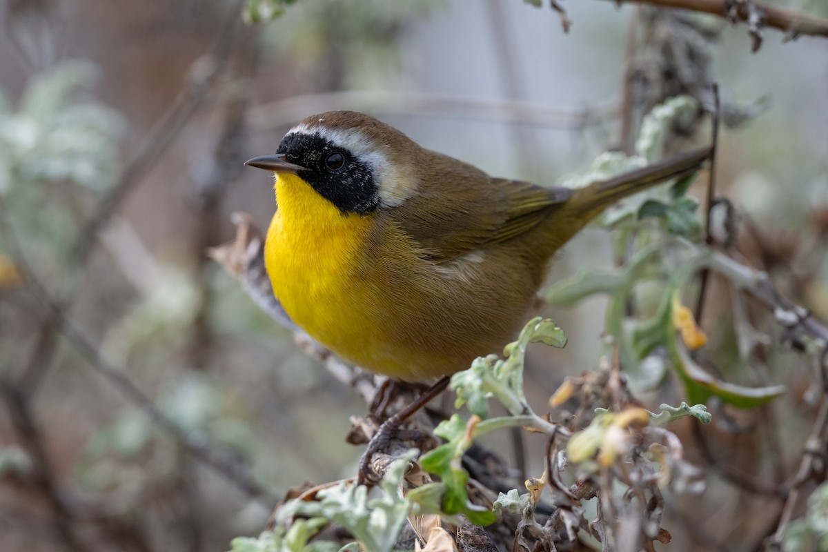 Common Yellowthroat - ML611986915