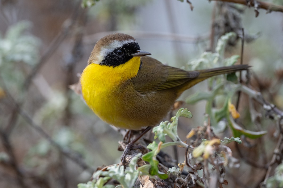 Common Yellowthroat - ML611986916