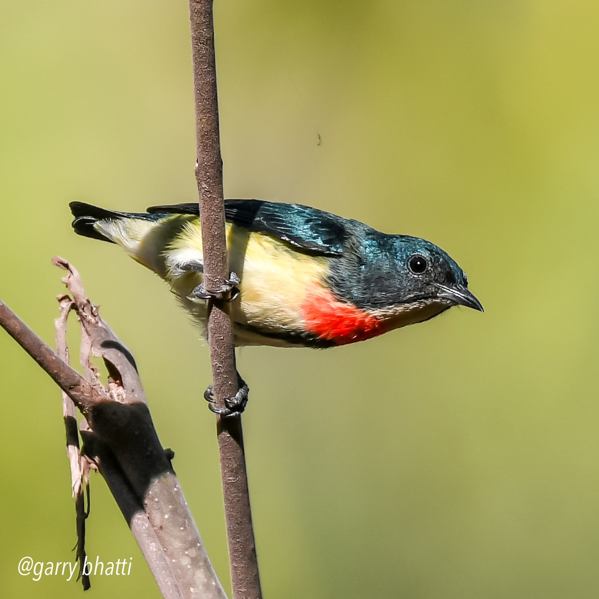 Fire-breasted Flowerpecker - Garry Bhatti