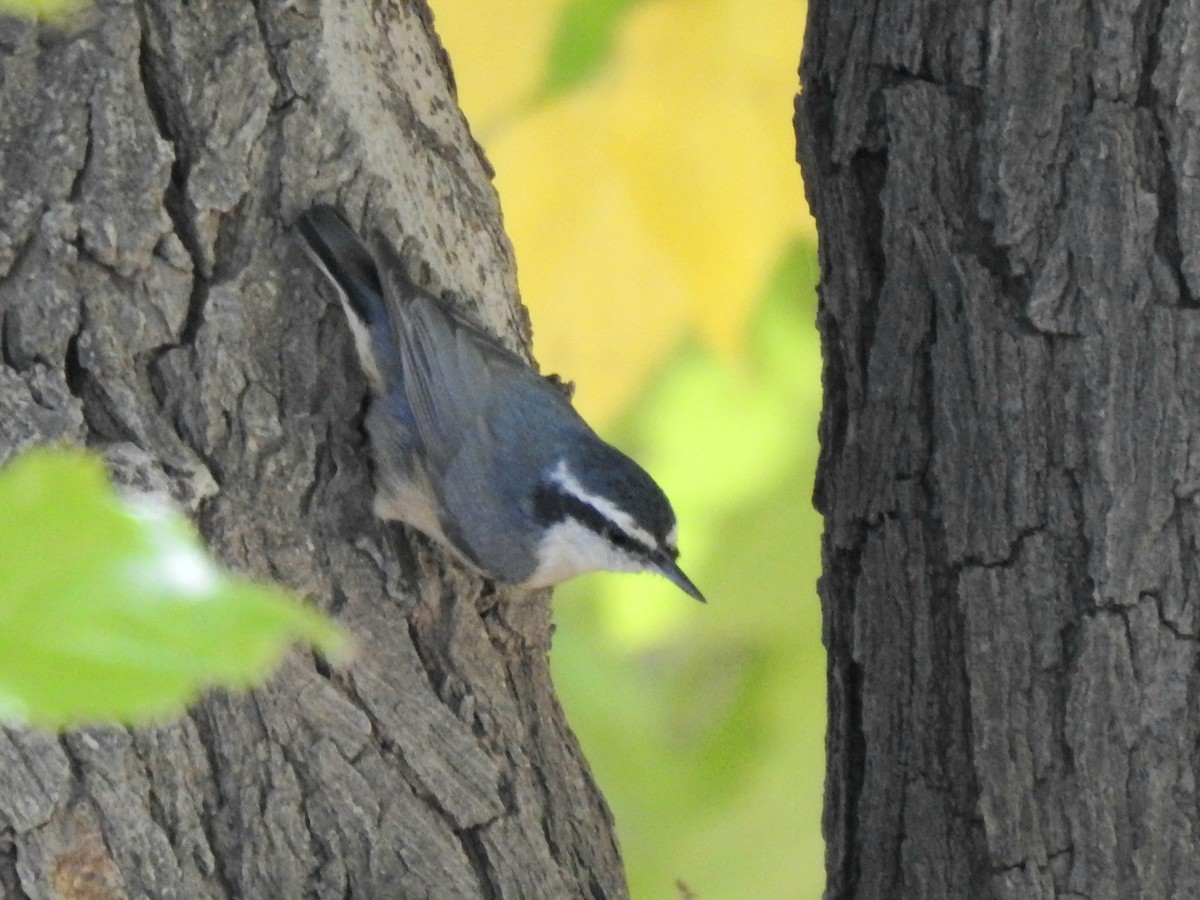 Red-breasted Nuthatch - ML611986958