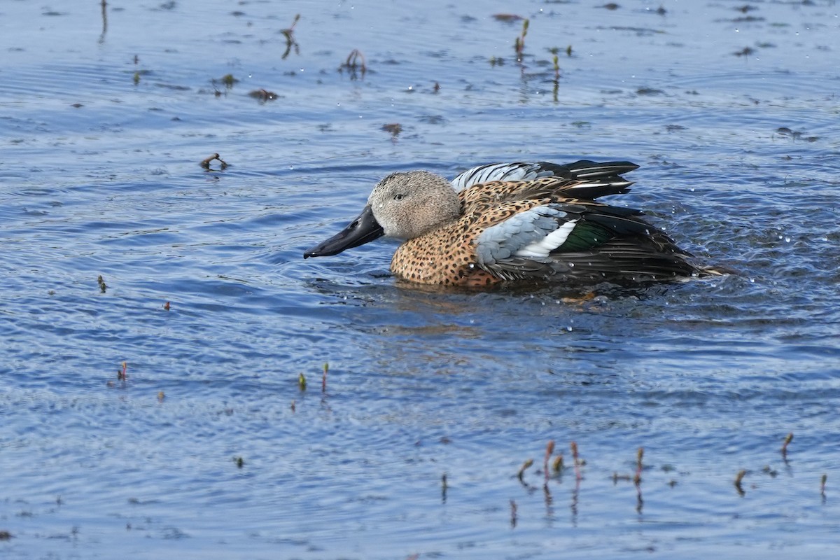 Red Shoveler - ML611987049