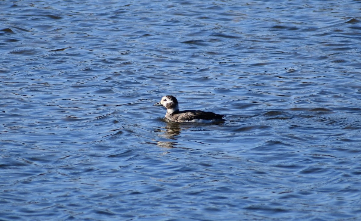 Long-tailed Duck - ML611987054