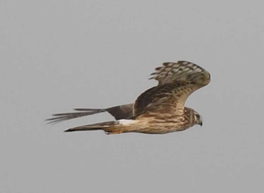 Hen Harrier - ML611987130