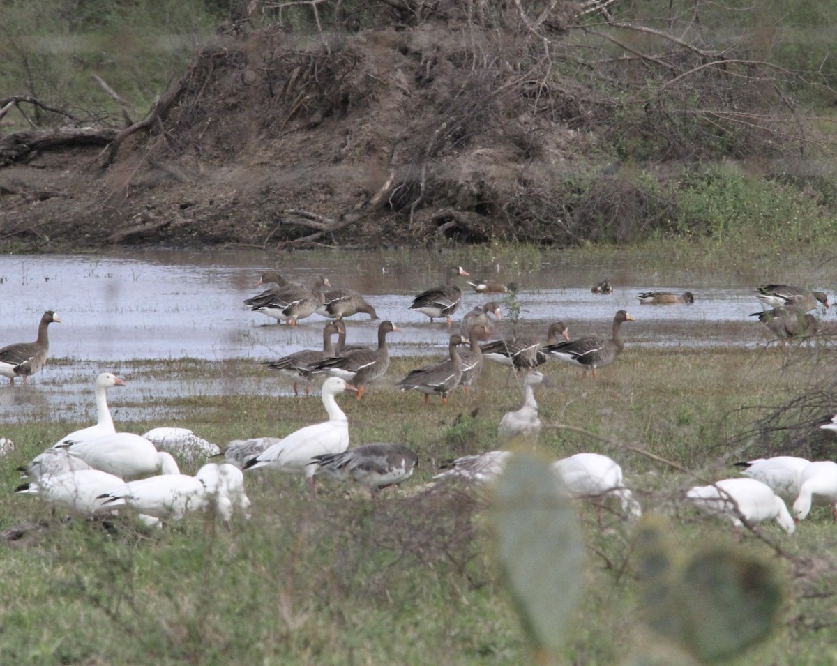 Greater White-fronted Goose - ML611987156