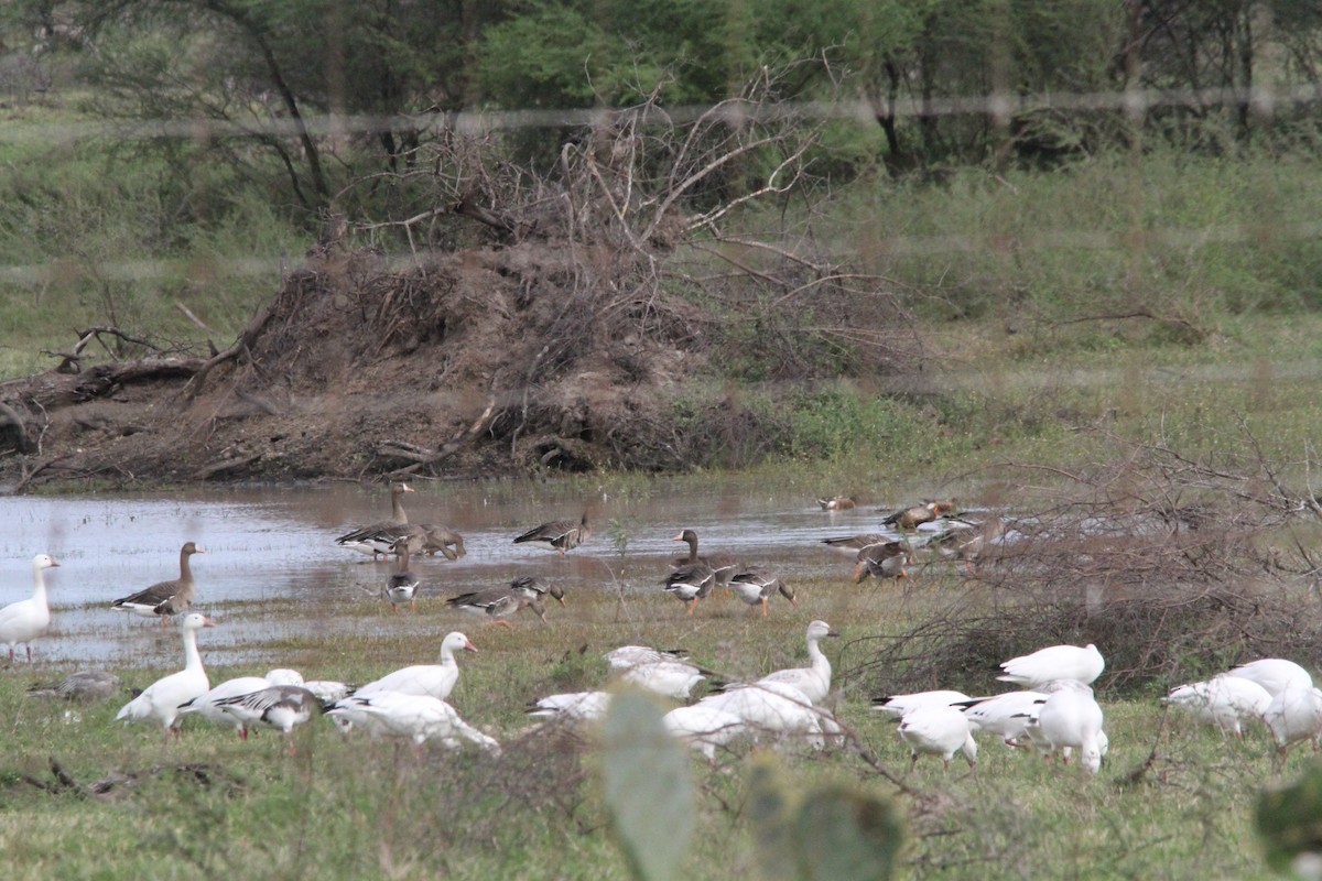 Greater White-fronted Goose - ML611987157