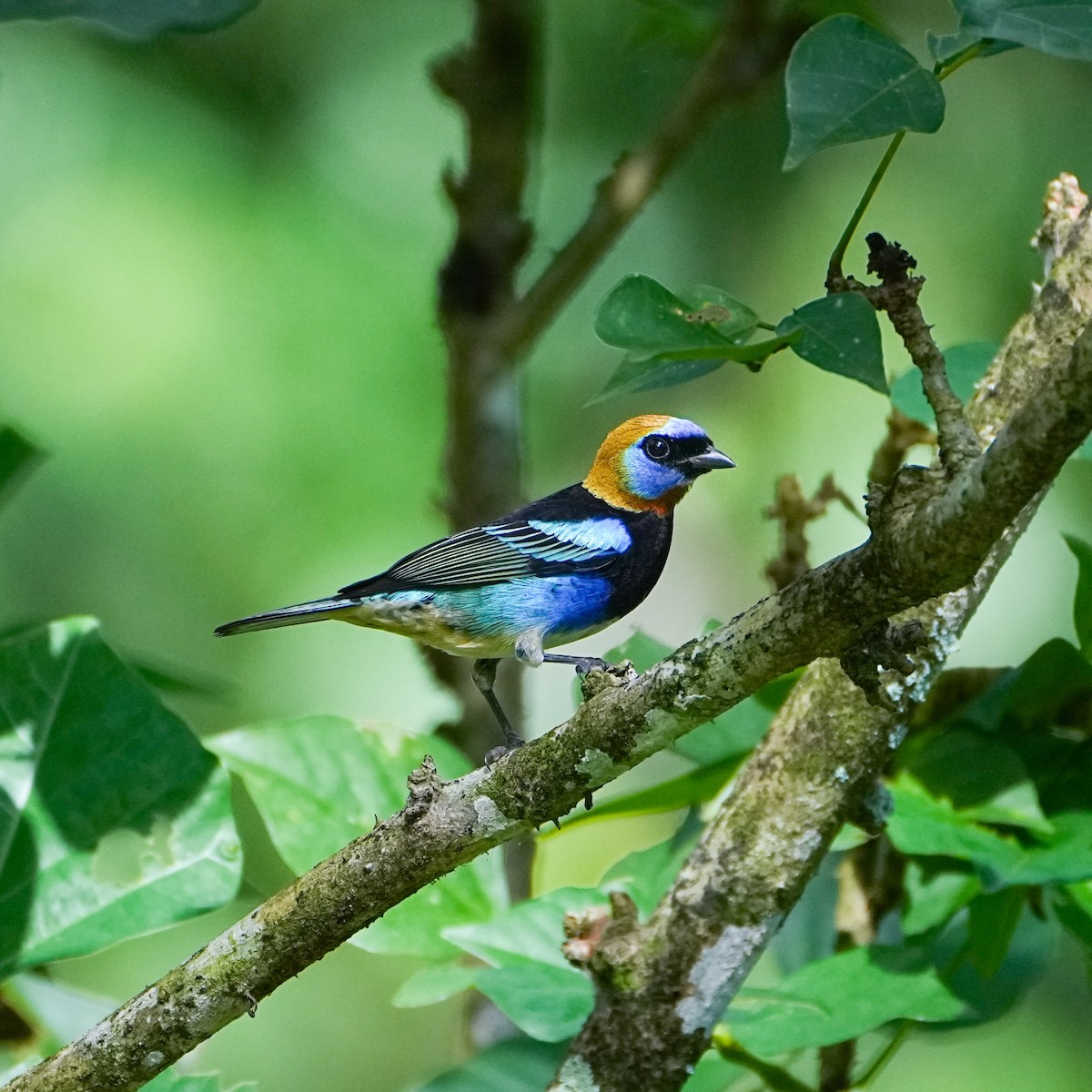 Golden-hooded Tanager - Tom Cho