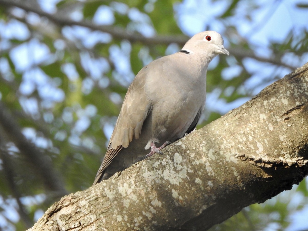 Eurasian Collared-Dove - Anita Hooker