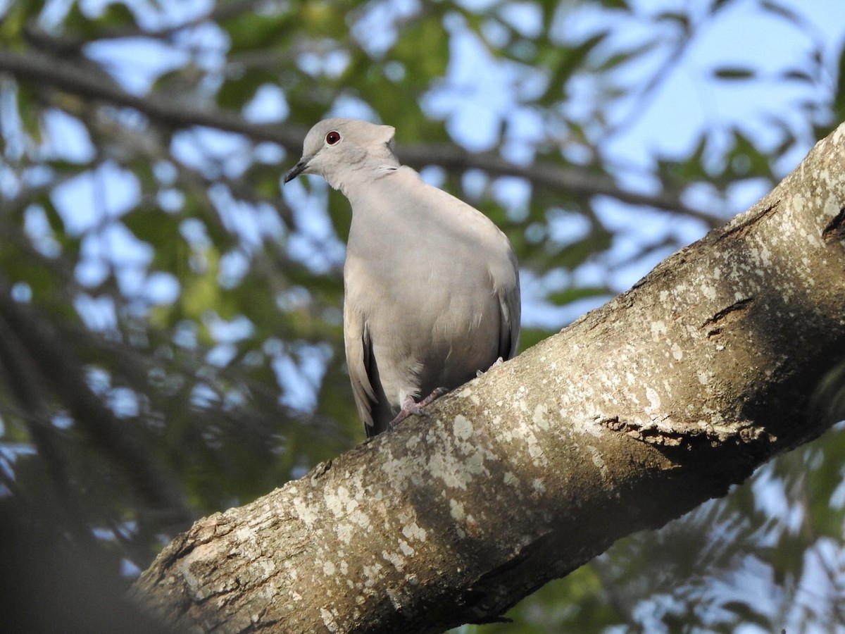 Eurasian Collared-Dove - ML611987185