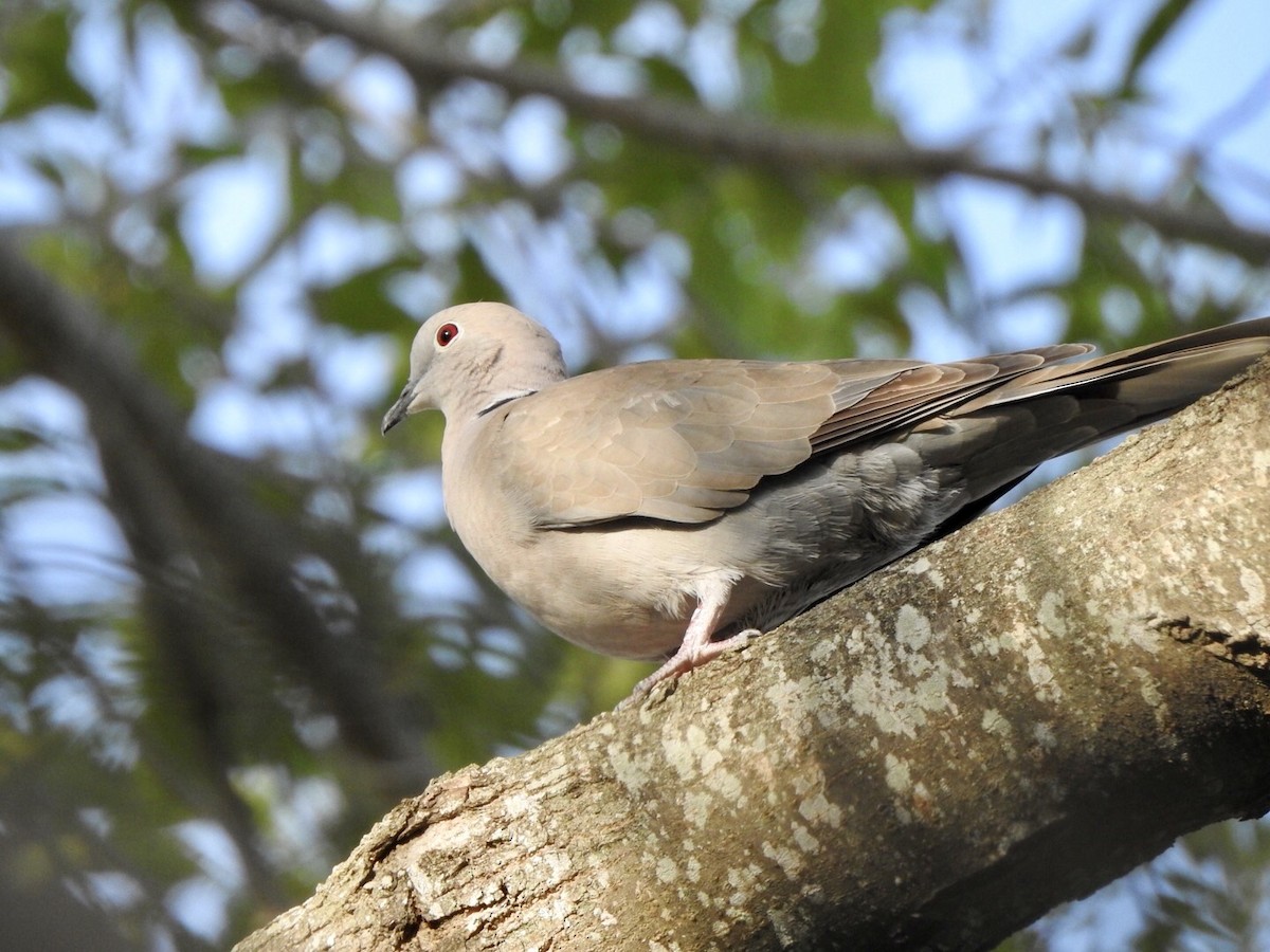 Eurasian Collared-Dove - ML611987186