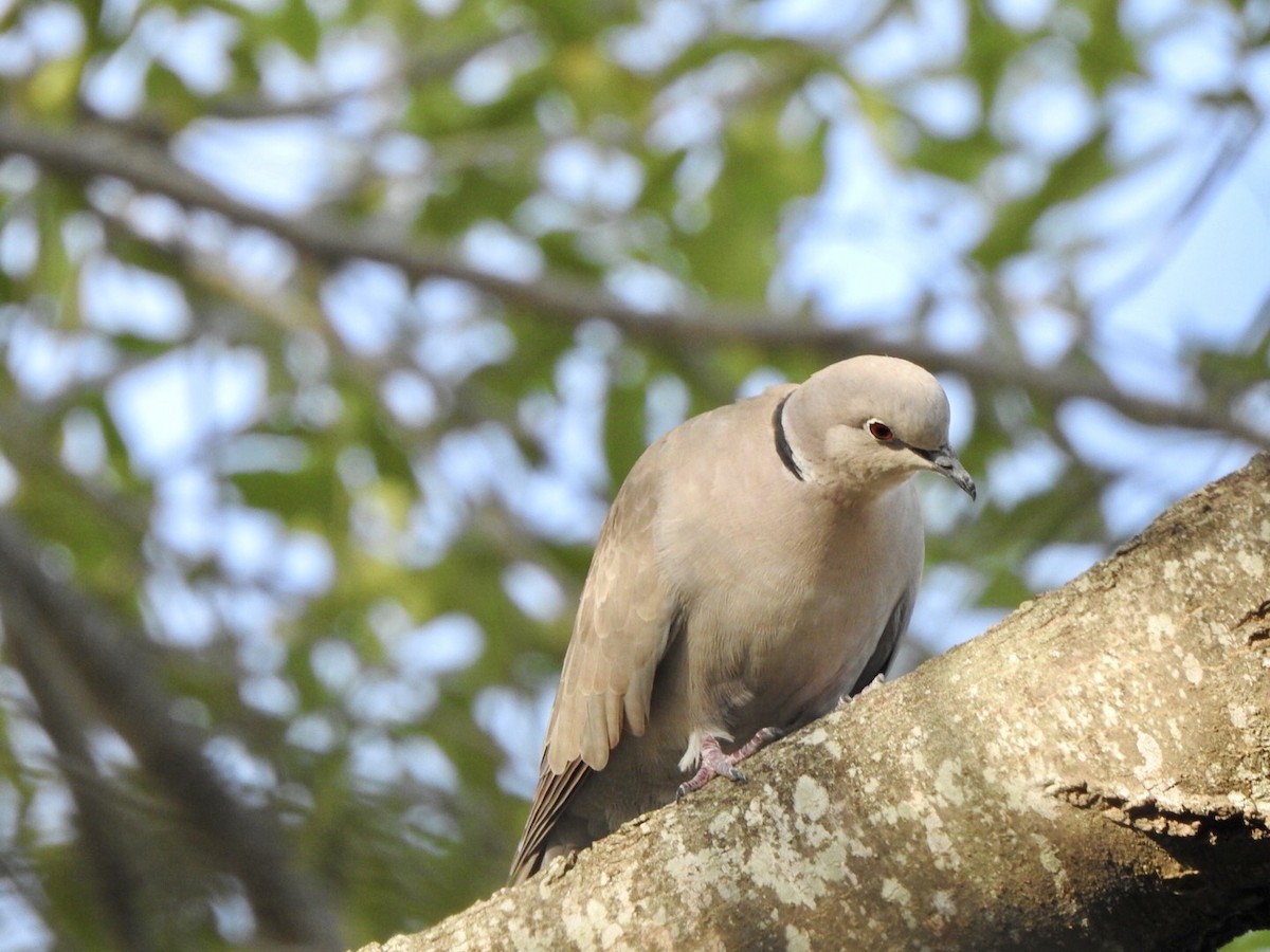 Eurasian Collared-Dove - ML611987187