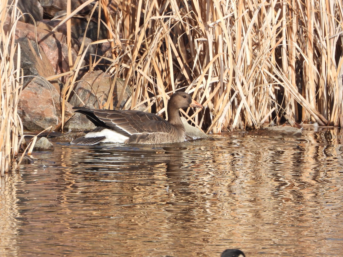 Greater White-fronted Goose - ML611987243