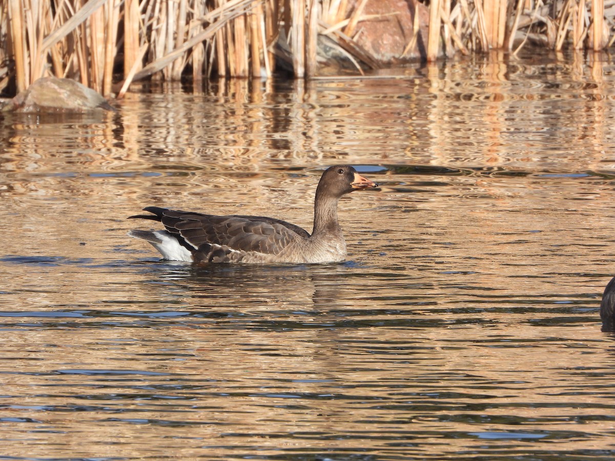 Greater White-fronted Goose - Cole Sage