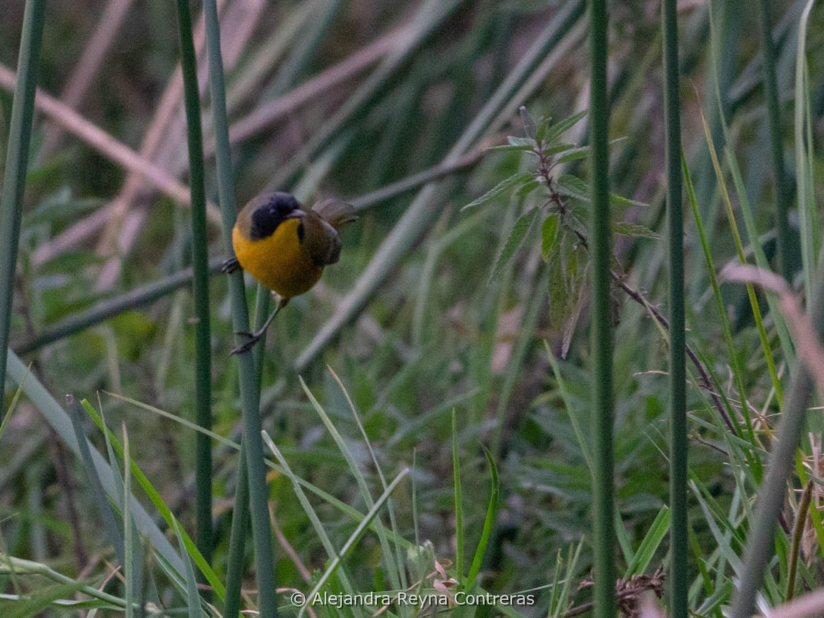 Black-polled Yellowthroat - ML611987315