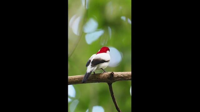 Araripe Manakin - ML611987340