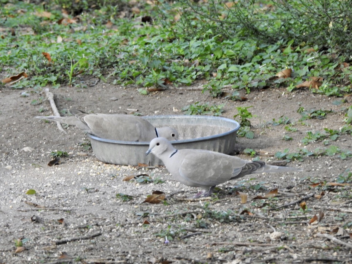 Eurasian Collared-Dove - ML611987351