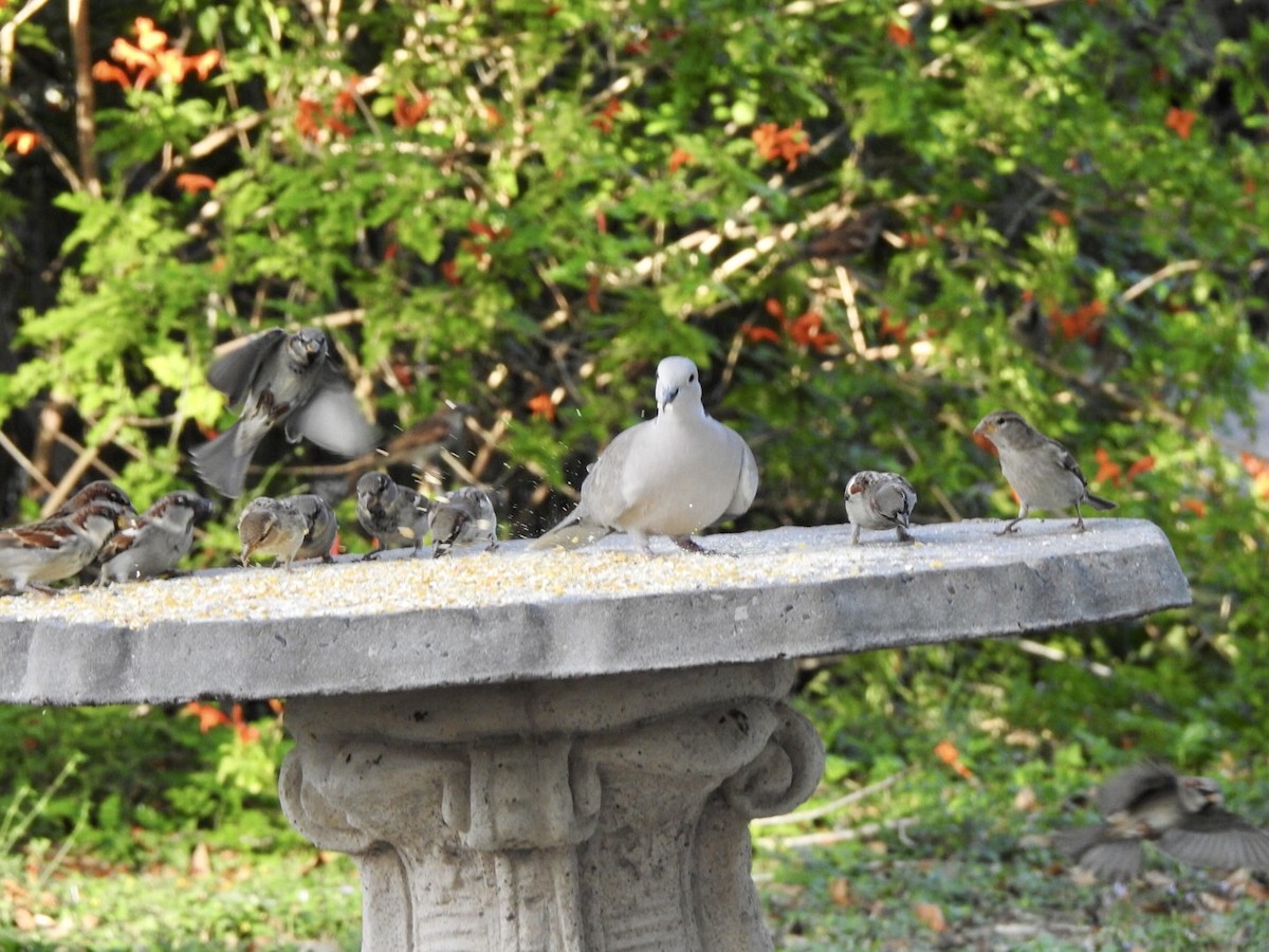 Eurasian Collared-Dove - ML611987352