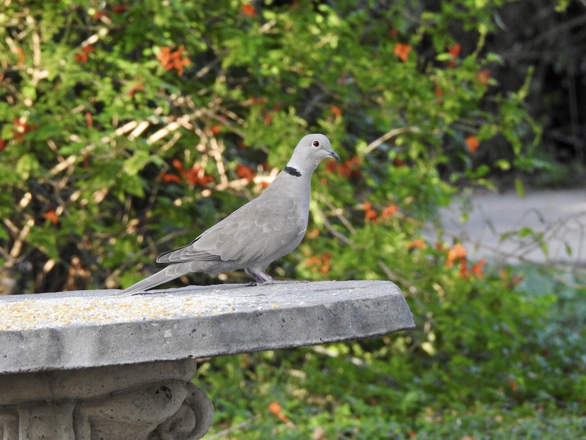 Eurasian Collared-Dove - Anita Hooker