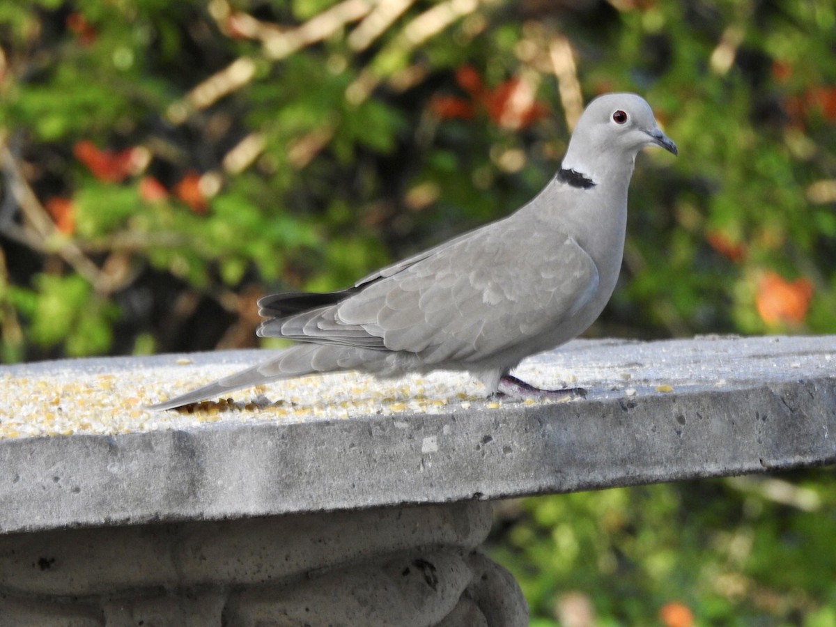 Eurasian Collared-Dove - ML611987355