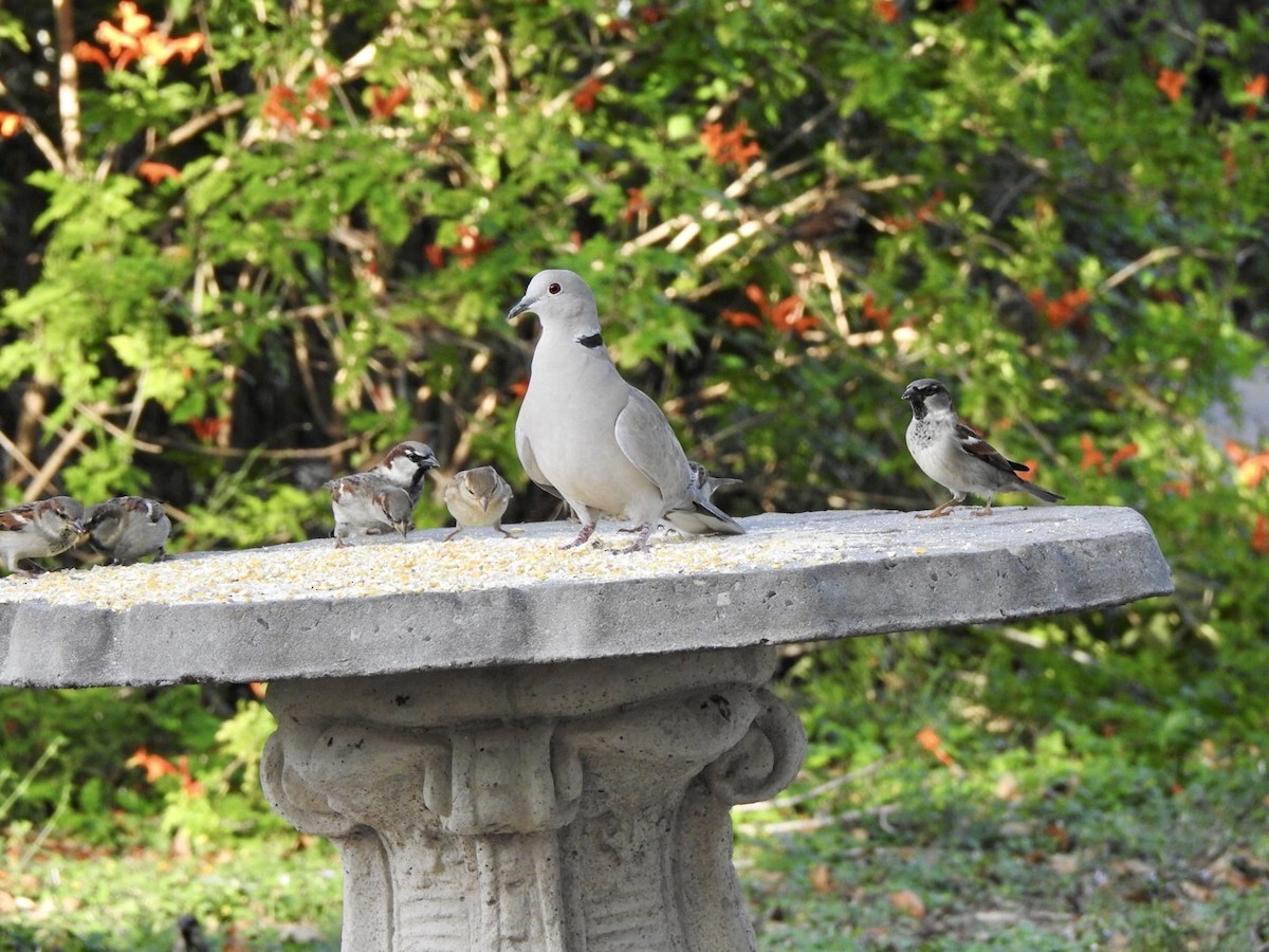 Eurasian Collared-Dove - ML611987356