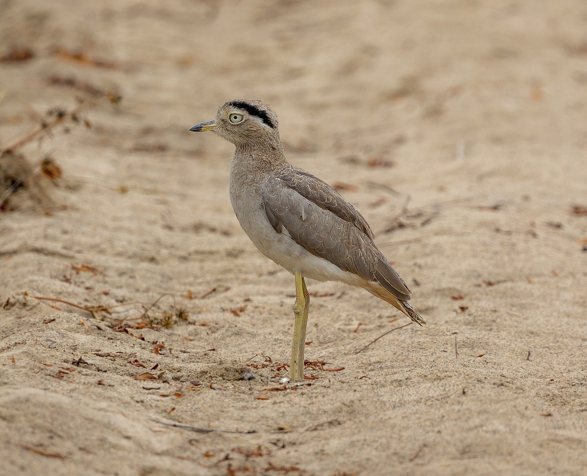 Peruvian Thick-knee - ML611987368