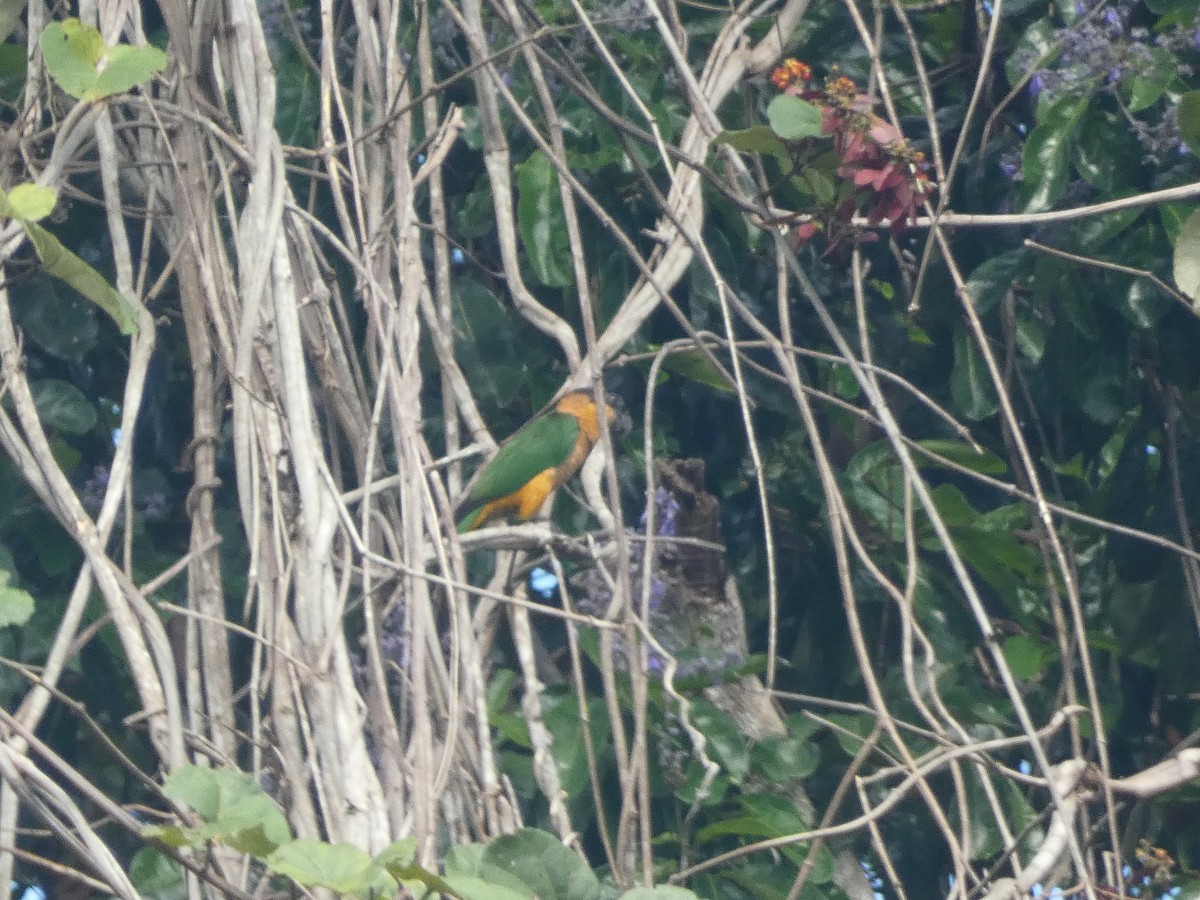 Black-headed Parrot - ML611987404