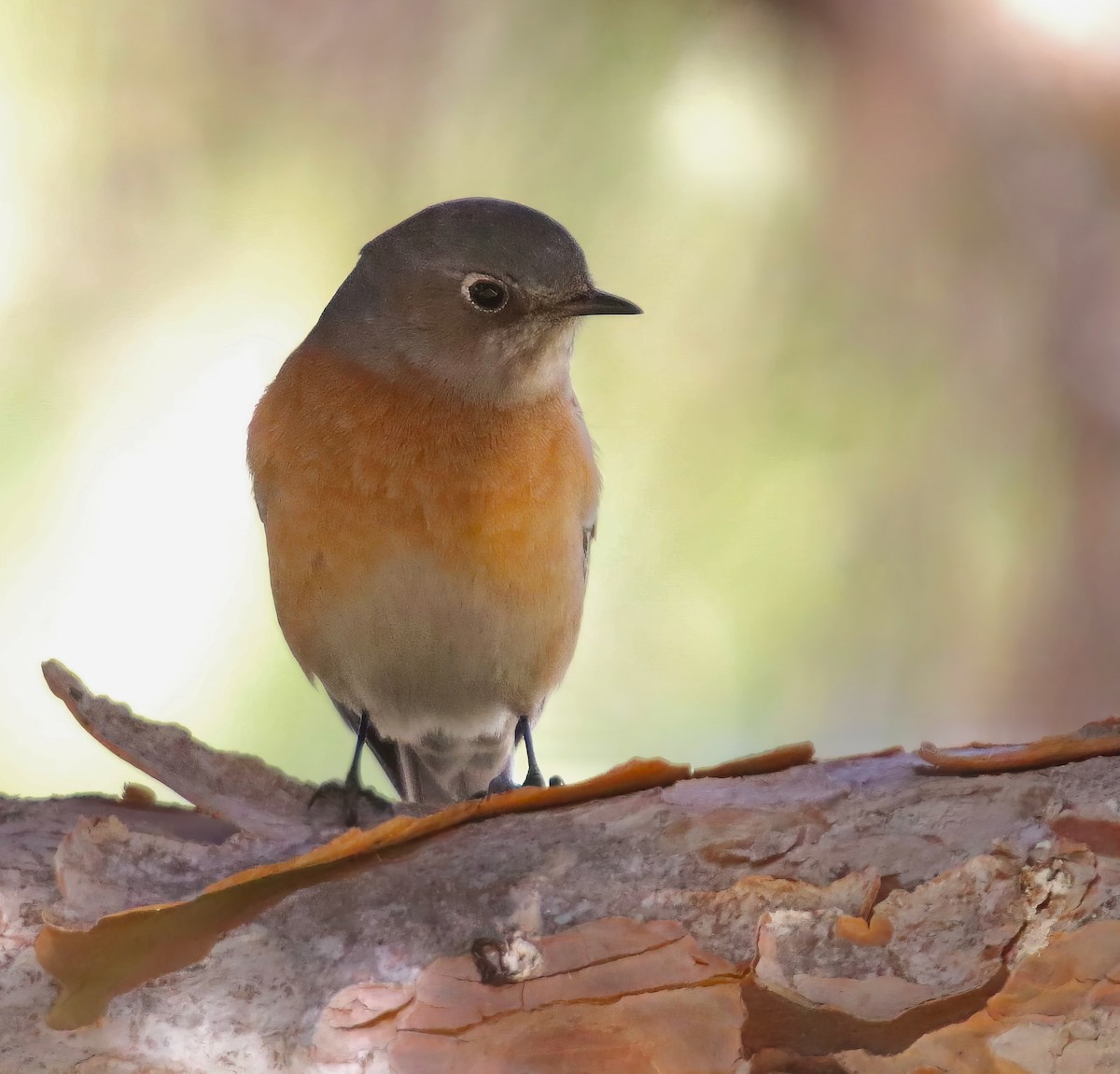 Western Bluebird - David Ekdahl