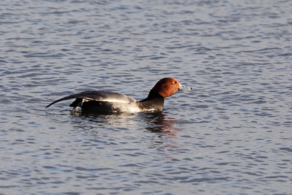 Redhead - ML611987462