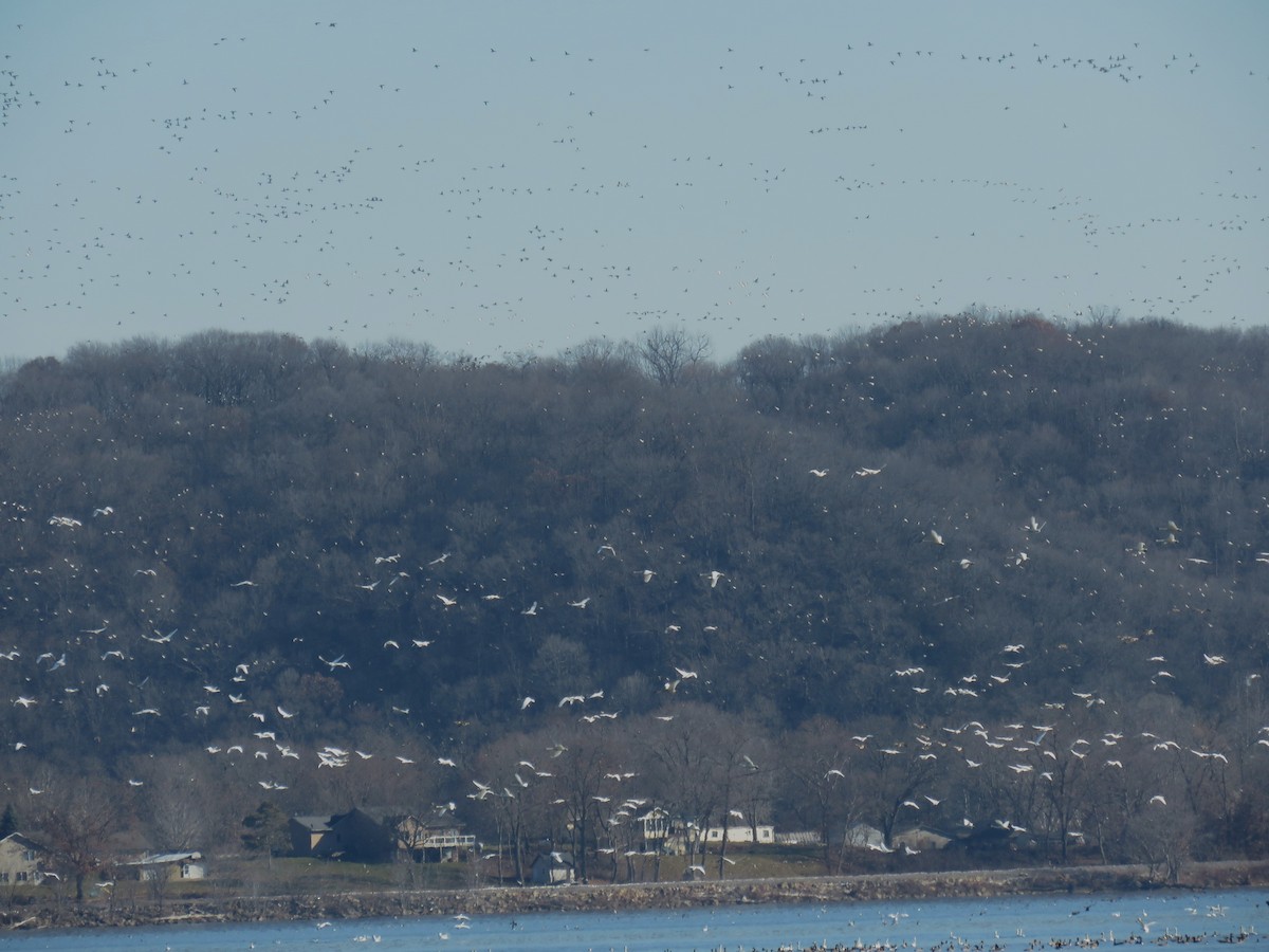 Trumpeter/Tundra Swan - ML611987476