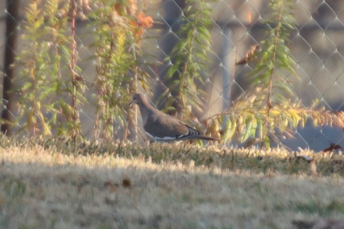 White-winged Dove - ML611987489