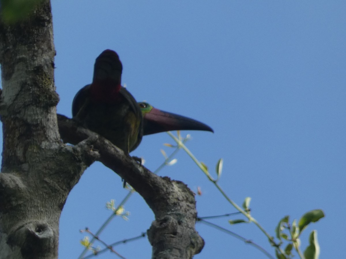 Guianan Toucanet - ML611987523