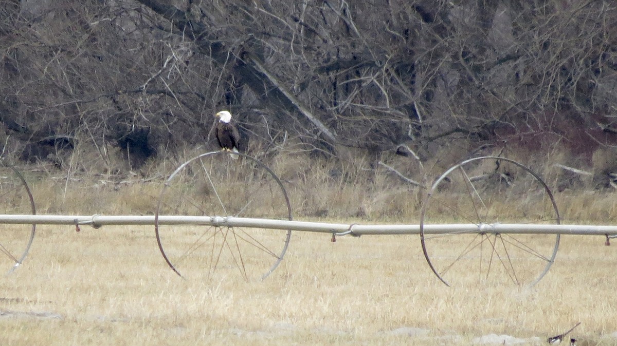 Weißkopf-Seeadler - ML611987535