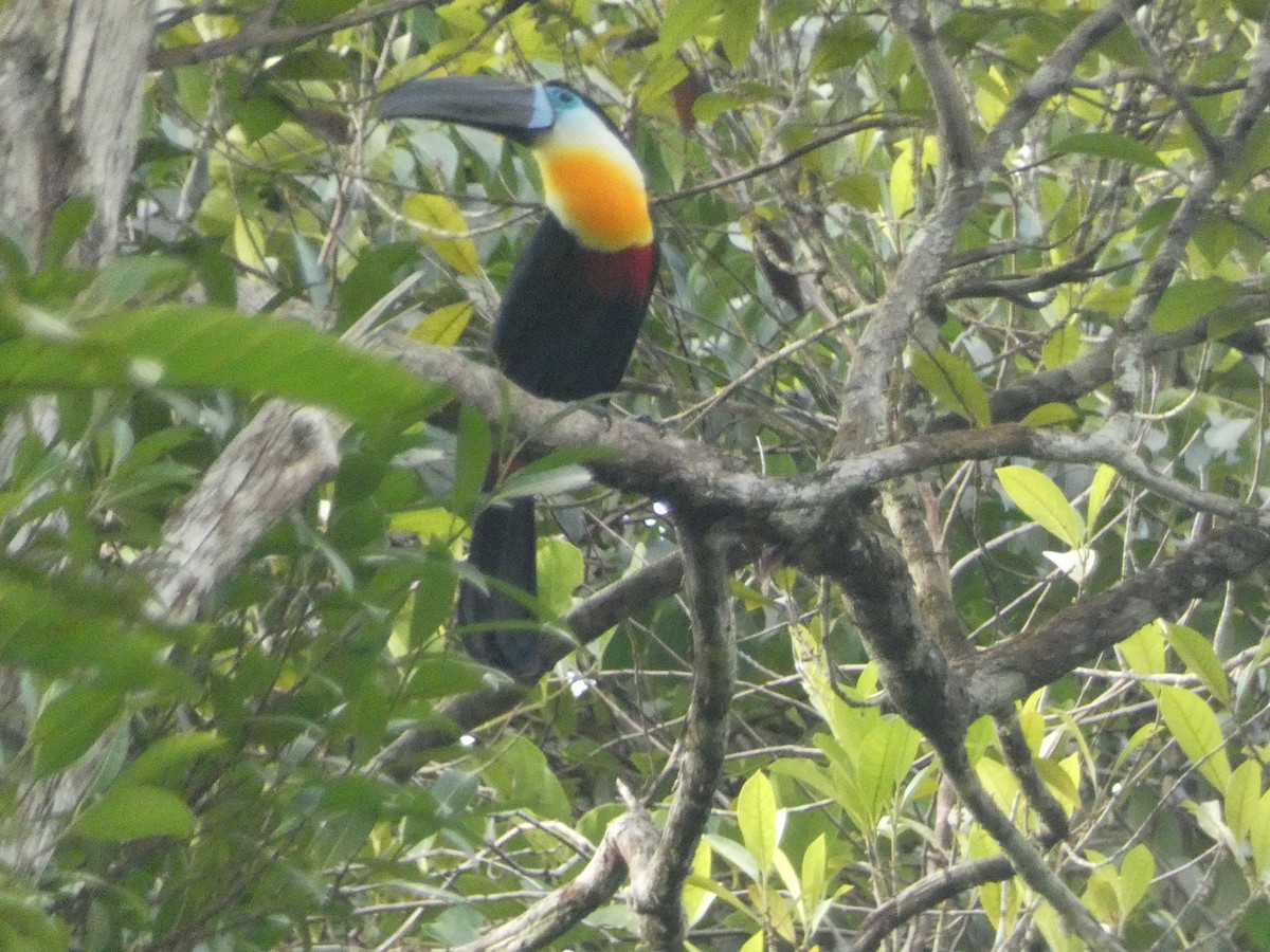 Channel-billed Toucan - ML611987563