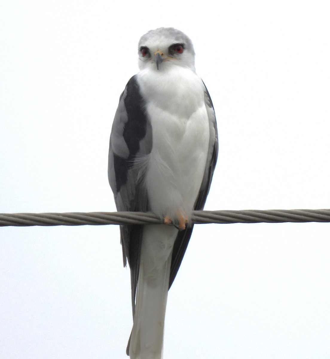 White-tailed Kite - ML611987585