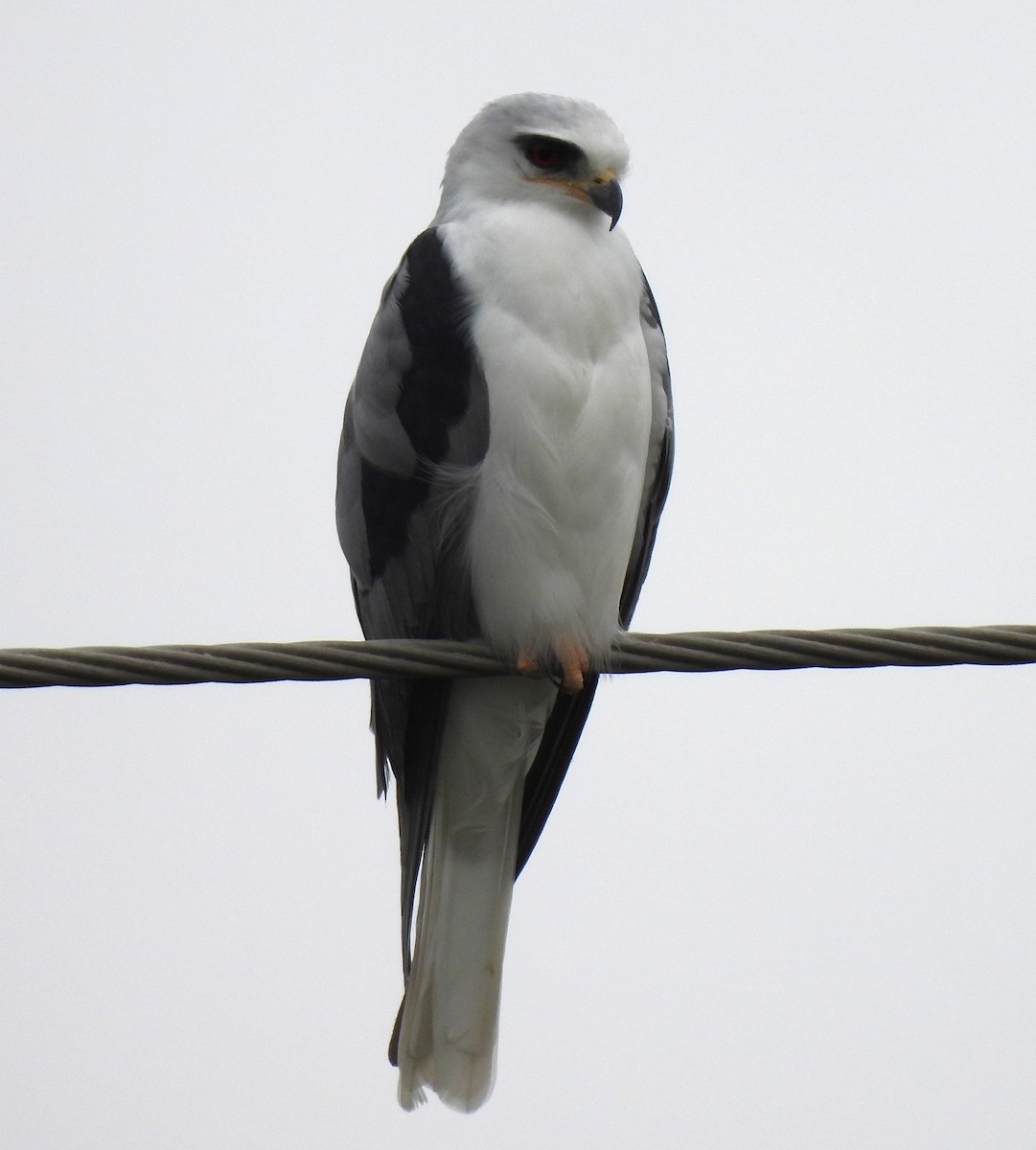 White-tailed Kite - ML611987586