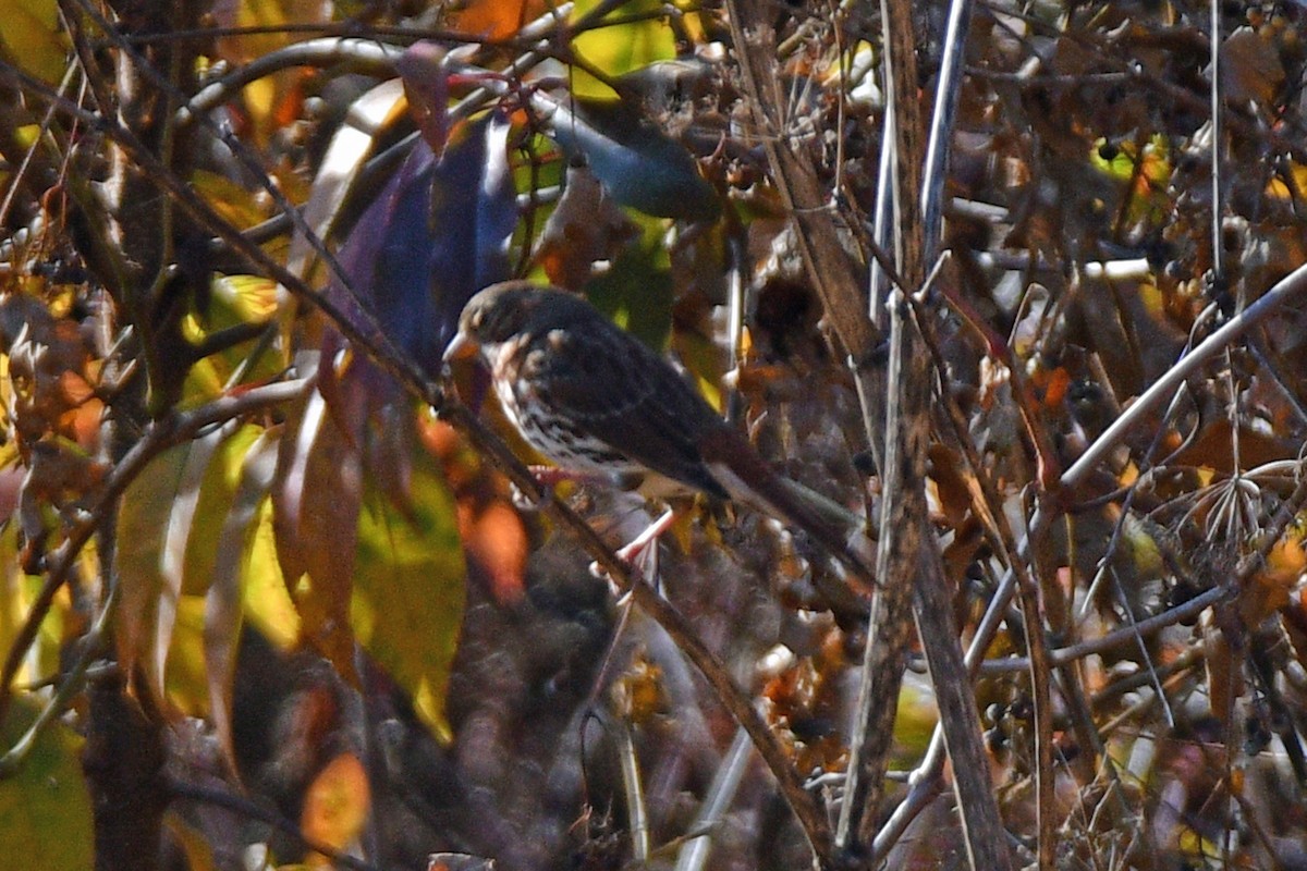 Fox Sparrow (Red) - ML611987592