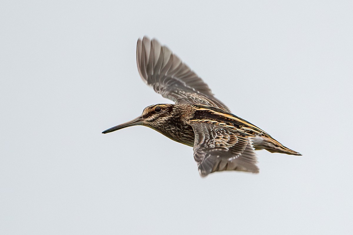 Jack Snipe - ML611987624